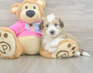 7 week old Aussiechon Puppy For Sale - Seaside Pups