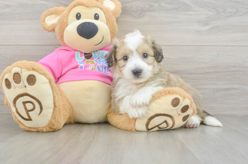 5 week old Aussiechon Puppy For Sale - Seaside Pups