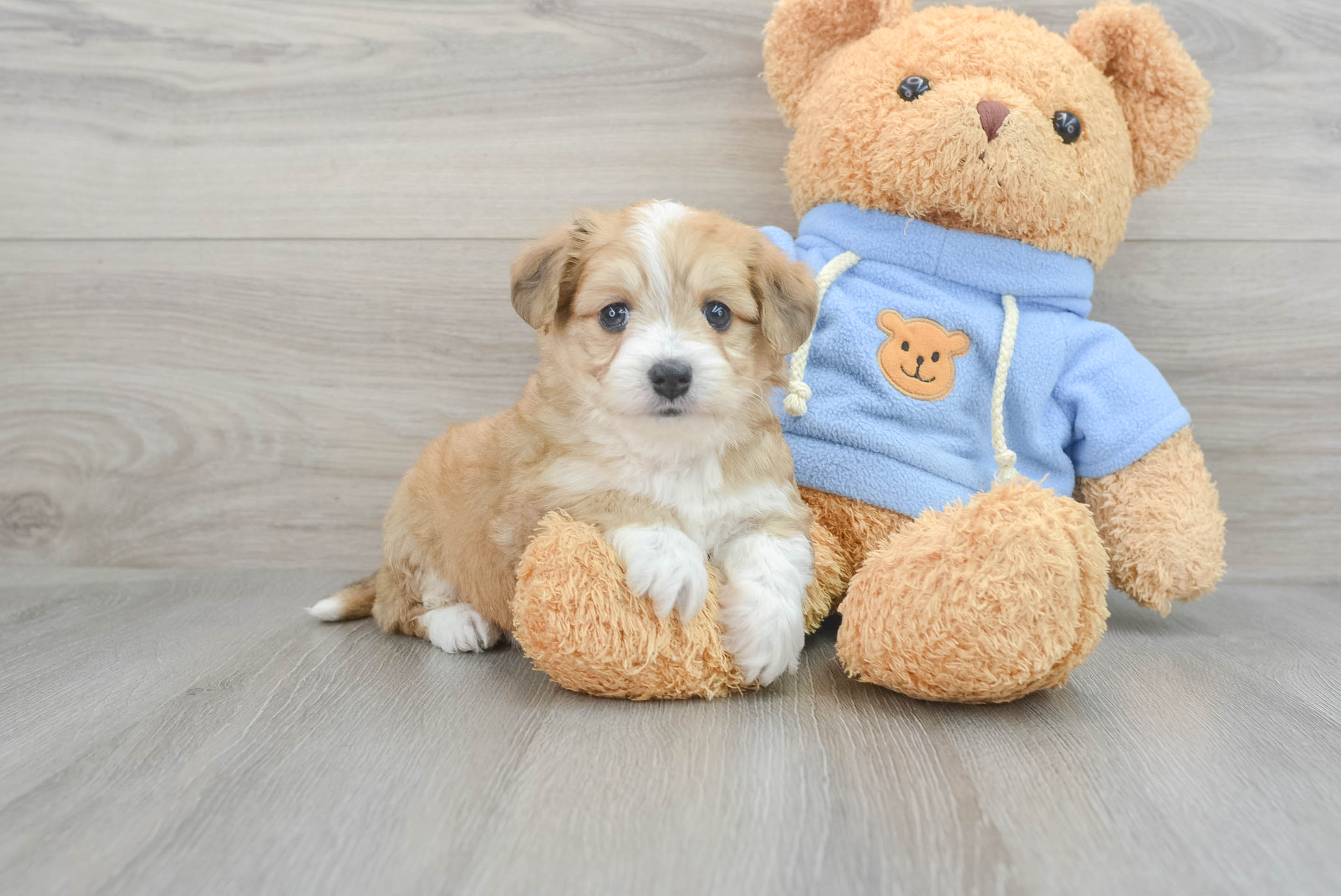 Aussiechon Puppy for Adoption