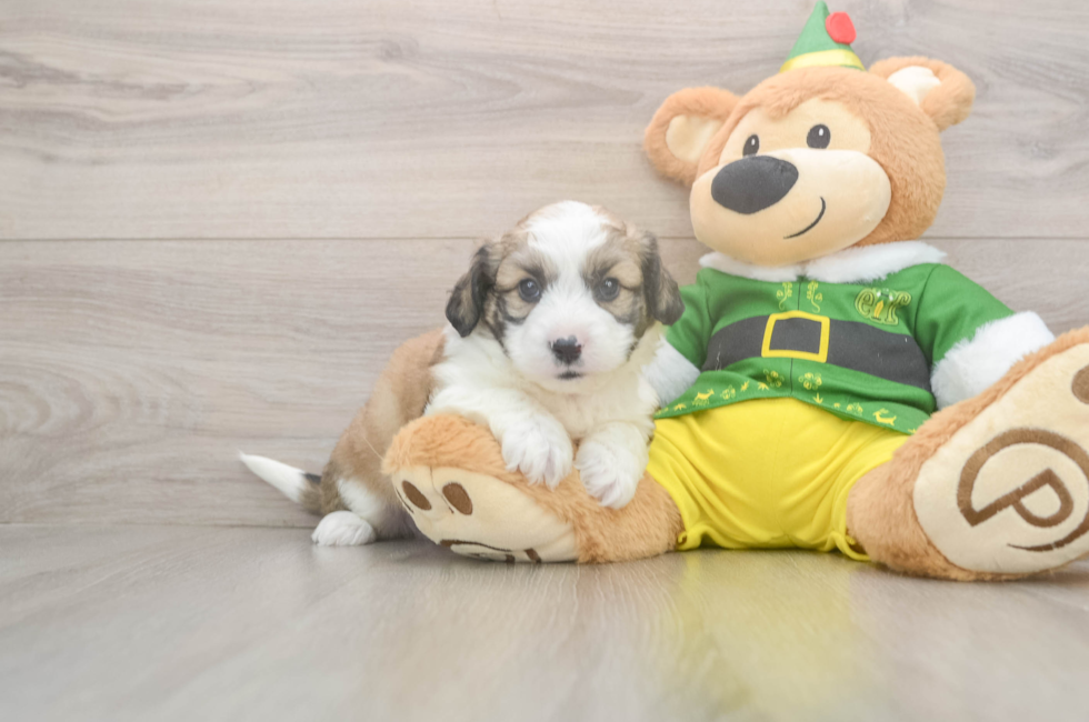 5 week old Aussiechon Puppy For Sale - Seaside Pups