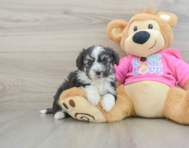 6 week old Aussiechon Puppy For Sale - Seaside Pups