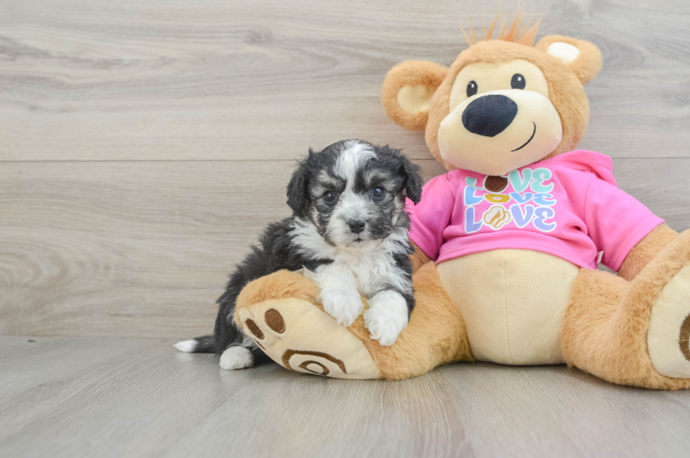 6 week old Aussiechon Puppy For Sale - Seaside Pups