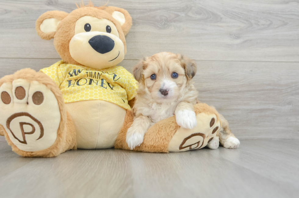 8 week old Aussiechon Puppy For Sale - Seaside Pups