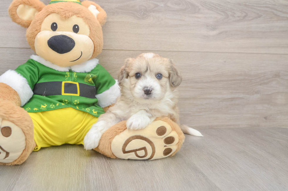 5 week old Aussiechon Puppy For Sale - Seaside Pups