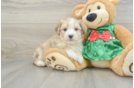 Hypoallergenic Aussie Bichon Designer Puppy