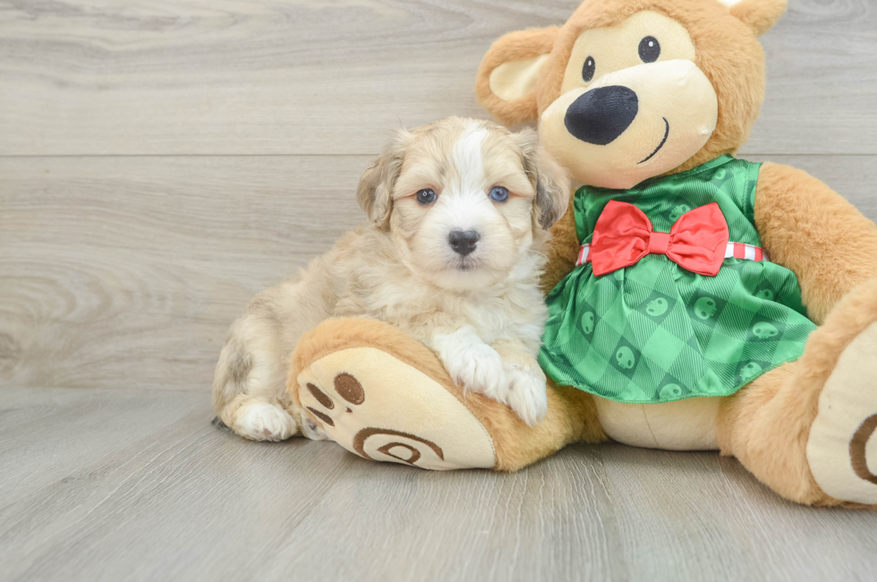 6 week old Aussiechon Puppy For Sale - Seaside Pups