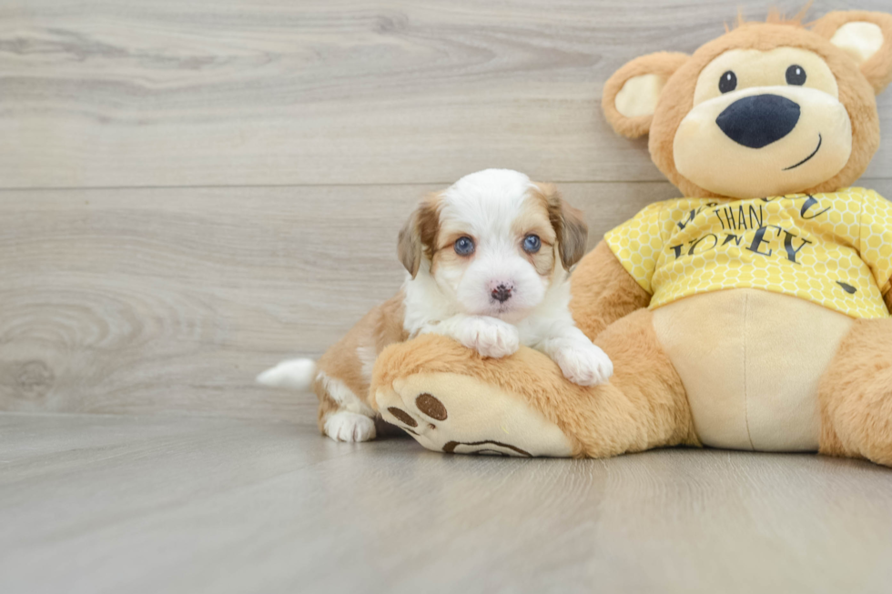 Aussiechon Pup Being Cute