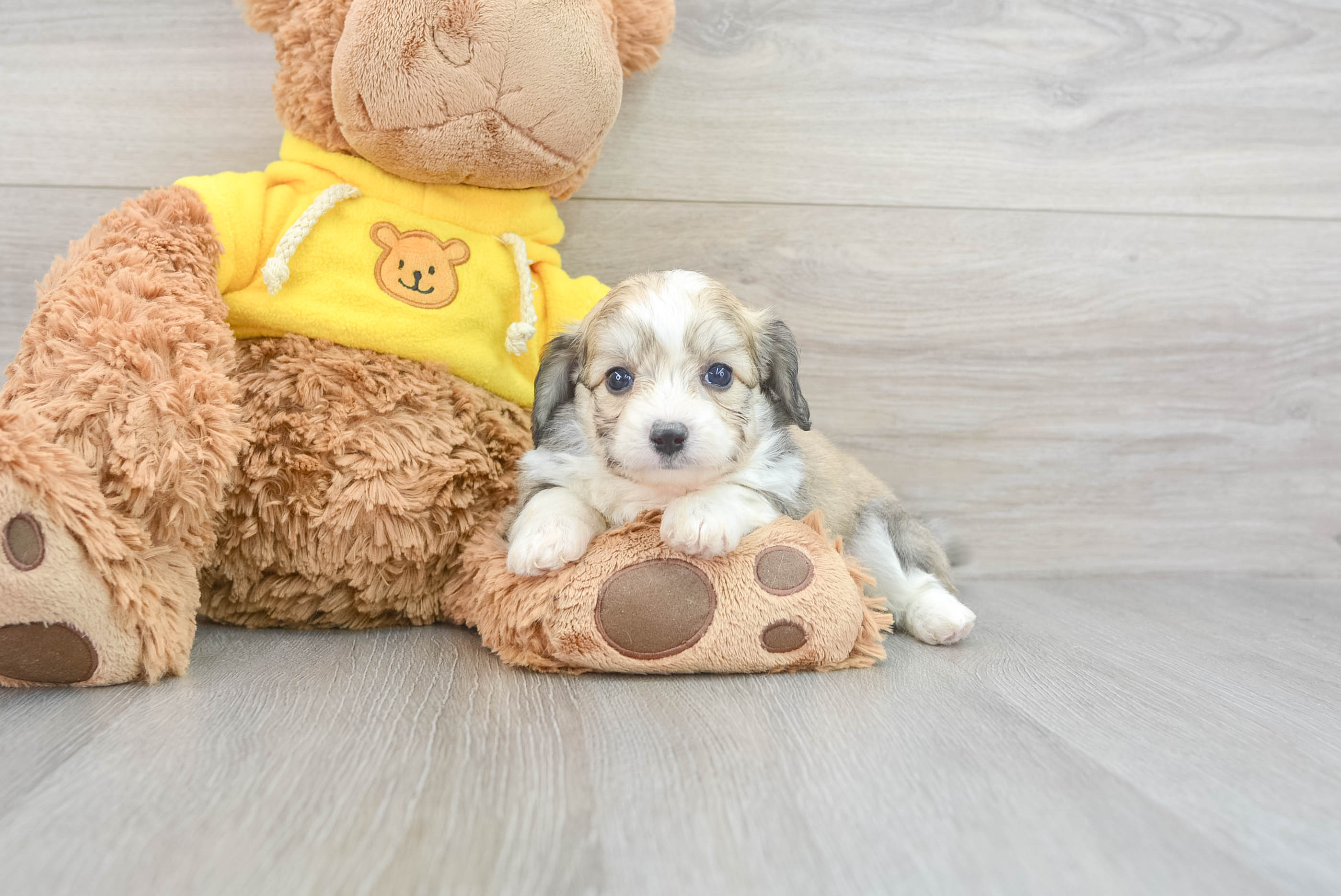 Hypoallergenic Australian Designer Puppy