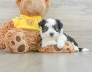 7 week old Aussiechon Puppy For Sale - Seaside Pups