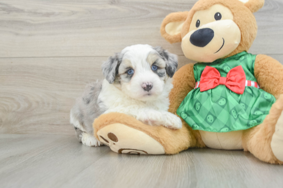 6 week old Aussiechon Puppy For Sale - Seaside Pups