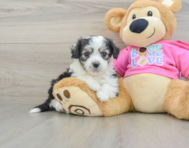 6 week old Aussiechon Puppy For Sale - Seaside Pups