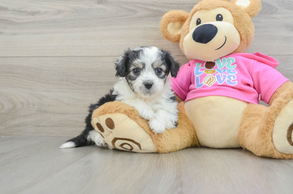 6 week old Aussiechon Puppy For Sale - Seaside Pups