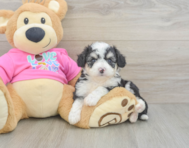7 week old Aussiechon Puppy For Sale - Seaside Pups