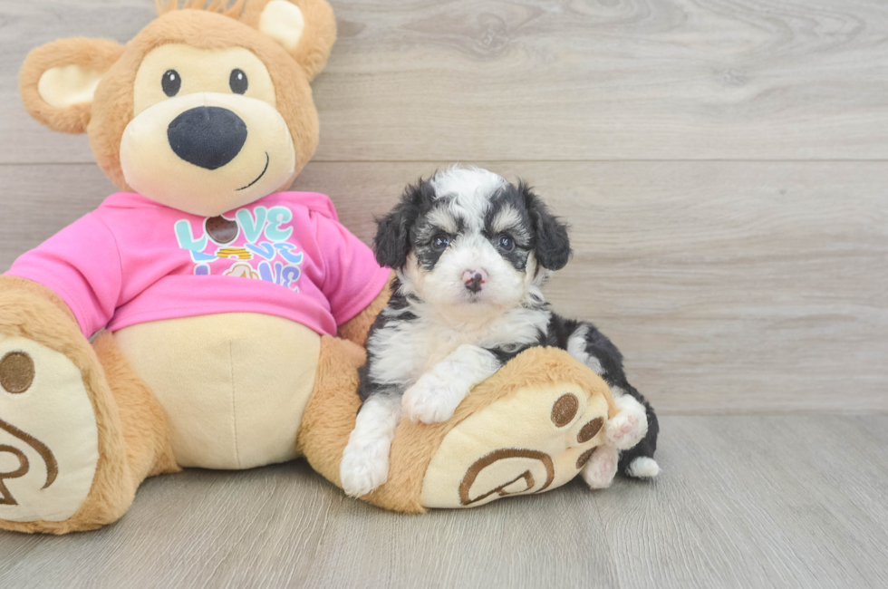 5 week old Aussiechon Puppy For Sale - Seaside Pups
