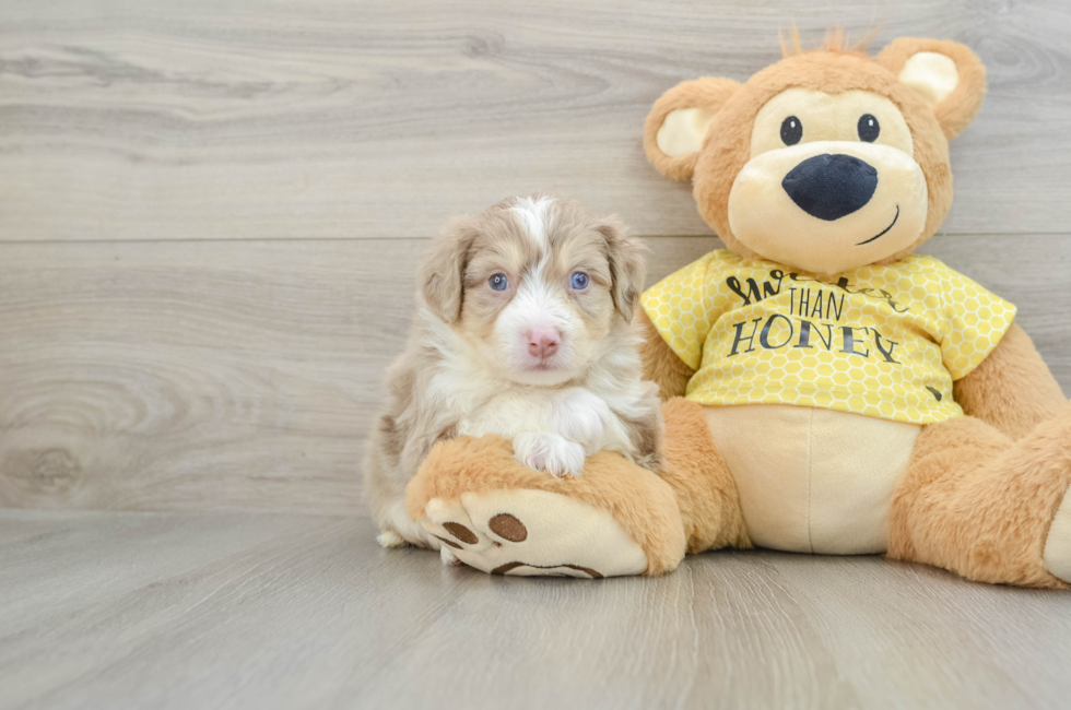 5 week old Aussiechon Puppy For Sale - Seaside Pups