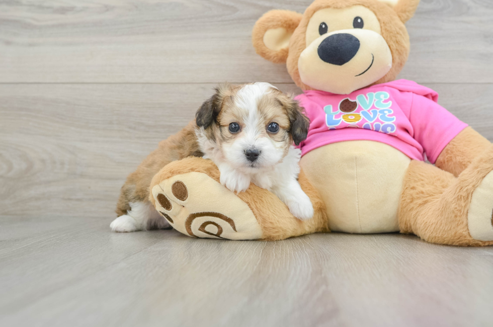 5 week old Aussiechon Puppy For Sale - Seaside Pups