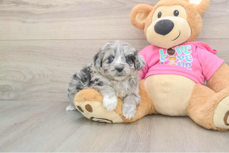 Aussiechon Puppy for Adoption