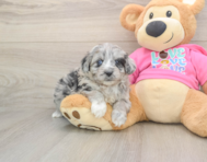5 week old Aussiechon Puppy For Sale - Seaside Pups