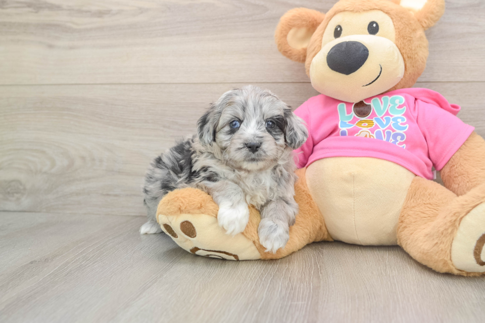 Aussiechon Puppy for Adoption