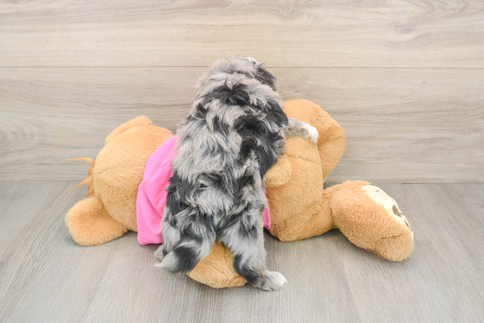 Aussiechon Puppy for Adoption