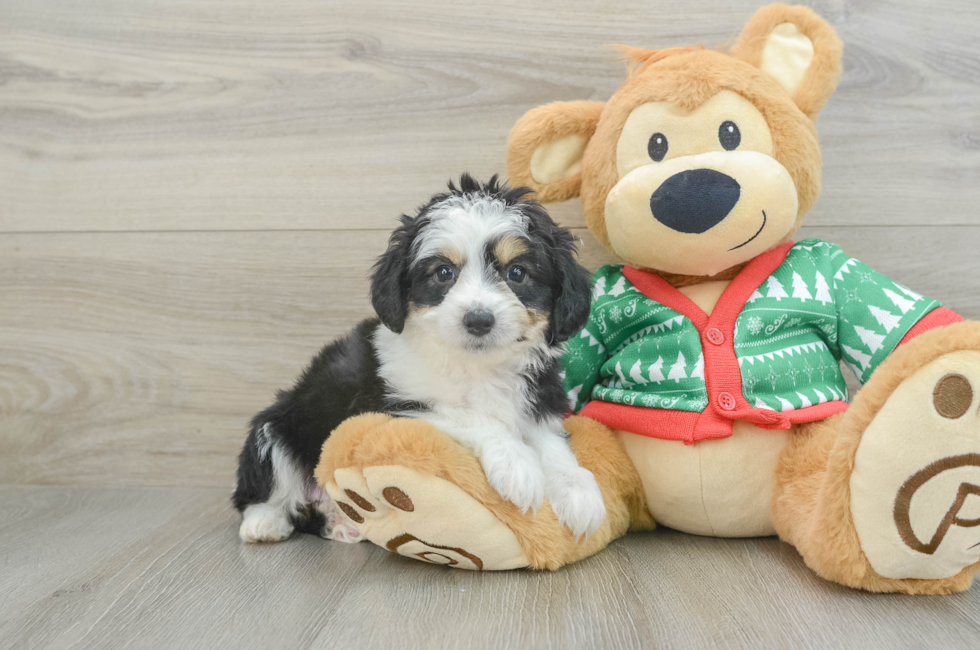 7 week old Aussiechon Puppy For Sale - Seaside Pups