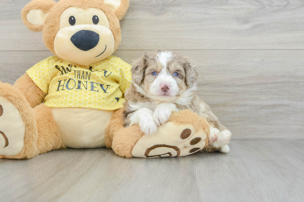 5 week old Aussiechon Puppy For Sale - Seaside Pups