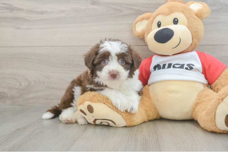 Aussiechon Puppy for Adoption