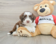 6 week old Aussiechon Puppy For Sale - Seaside Pups