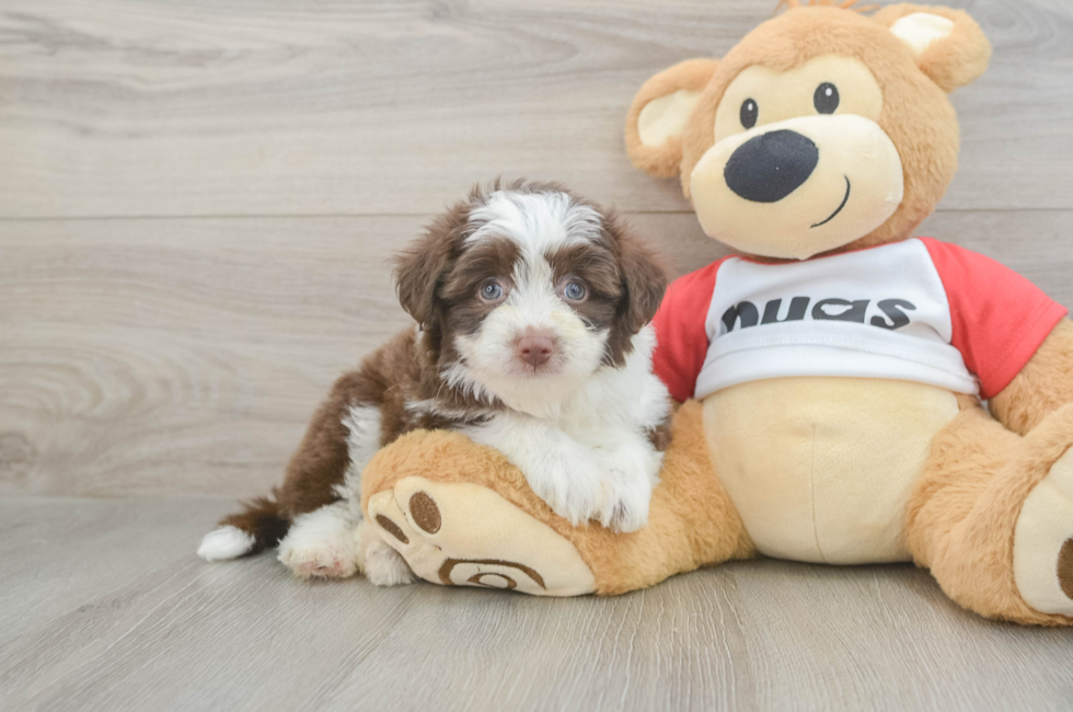 6 week old Aussiechon Puppy For Sale - Seaside Pups