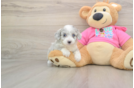 Aussiechon Puppy for Adoption