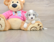 6 week old Aussiechon Puppy For Sale - Seaside Pups