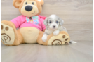 Hypoallergenic Aussie Bichon Designer Puppy