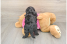 Energetic Aussie Bichon Designer Puppy