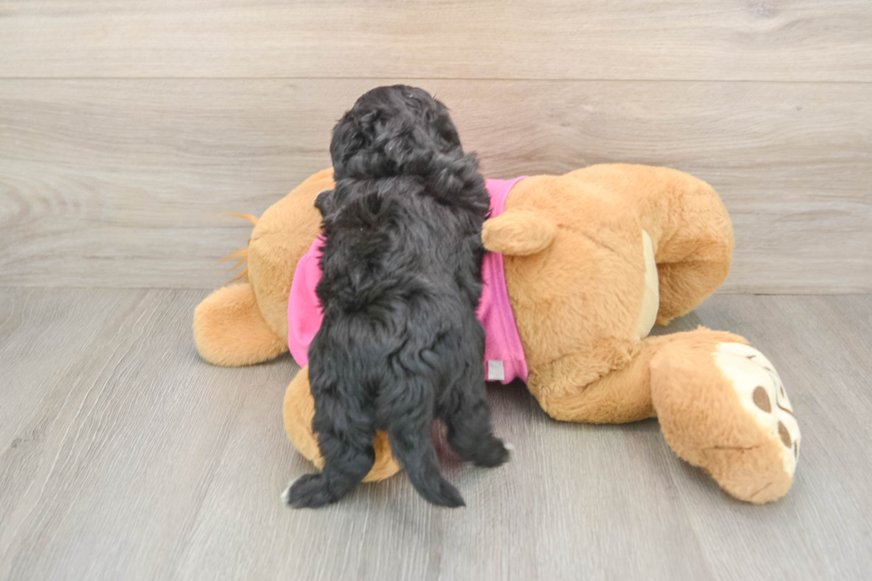 Energetic Aussie Bichon Designer Puppy