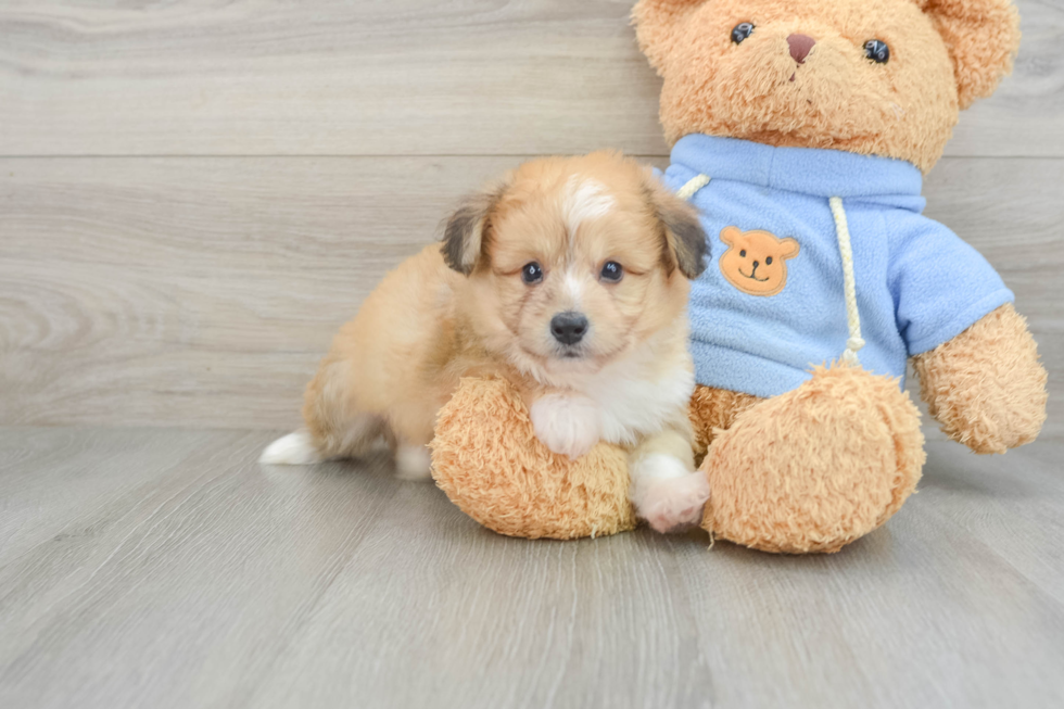 Aussiechon Puppy for Adoption