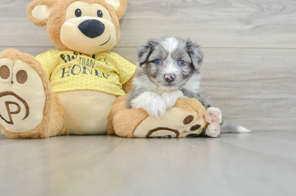 5 week old Aussiechon Puppy For Sale - Seaside Pups