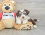 6 week old Aussiechon Puppy For Sale - Seaside Pups