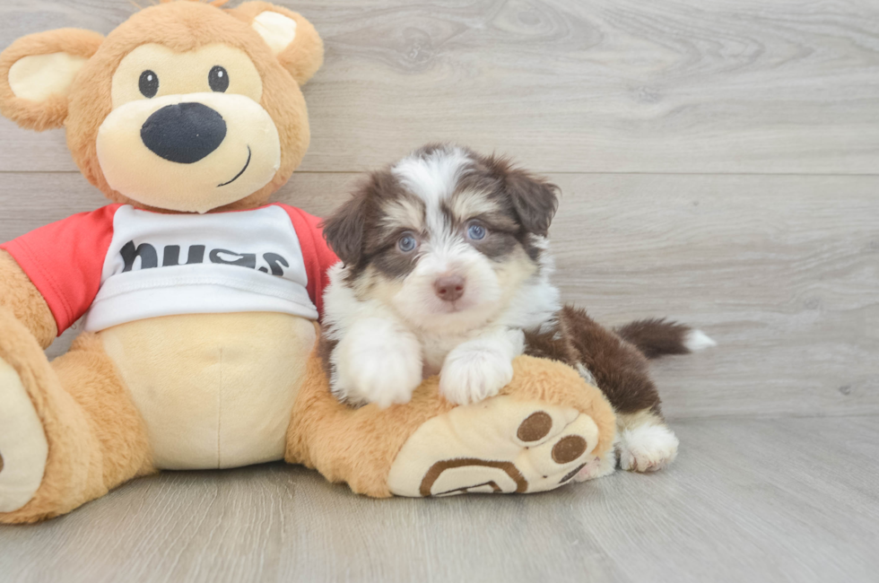 6 week old Aussiechon Puppy For Sale - Seaside Pups