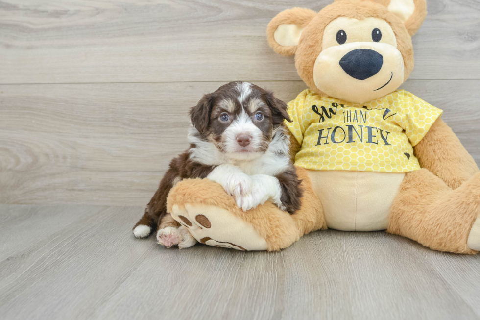 Aussiechon Pup Being Cute