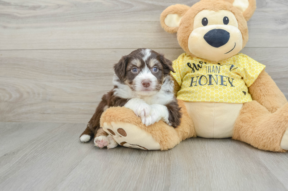 5 week old Aussiechon Puppy For Sale - Seaside Pups