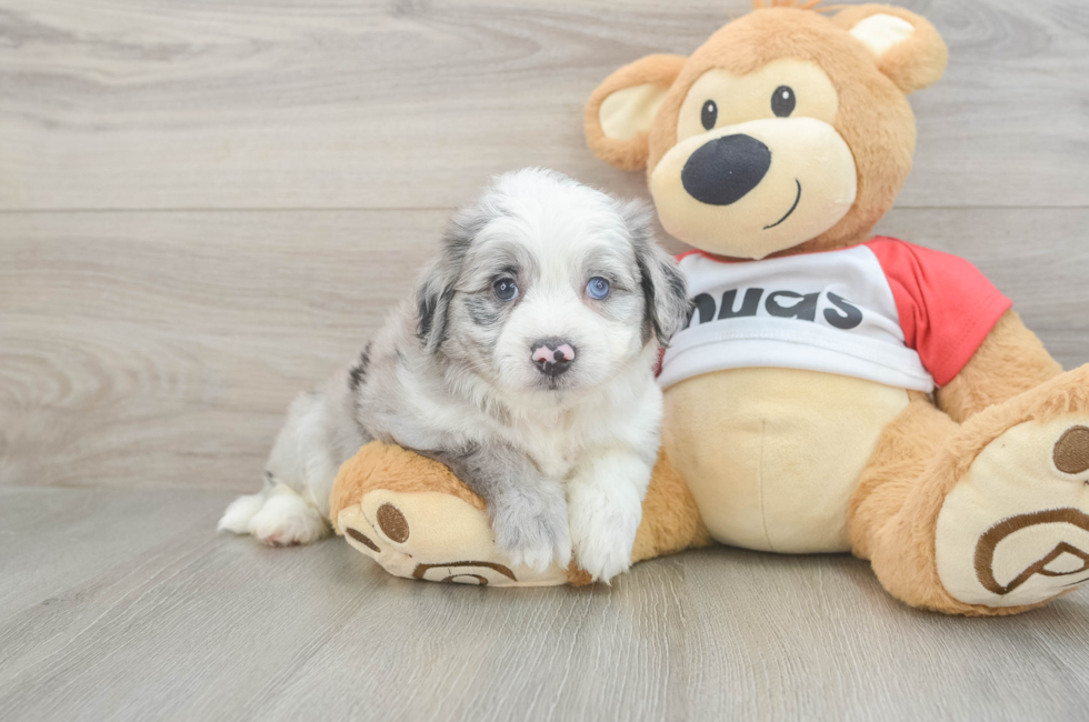 6 week old Aussiechon Puppy For Sale - Seaside Pups