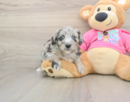 6 week old Aussiechon Puppy For Sale - Seaside Pups