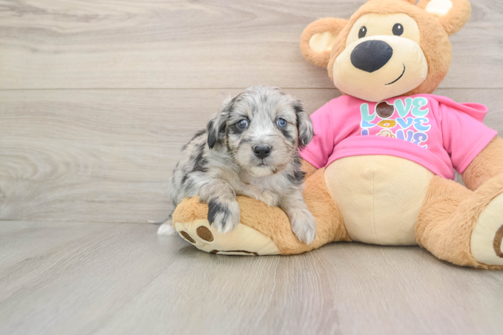 Sweet Aussiechon Baby