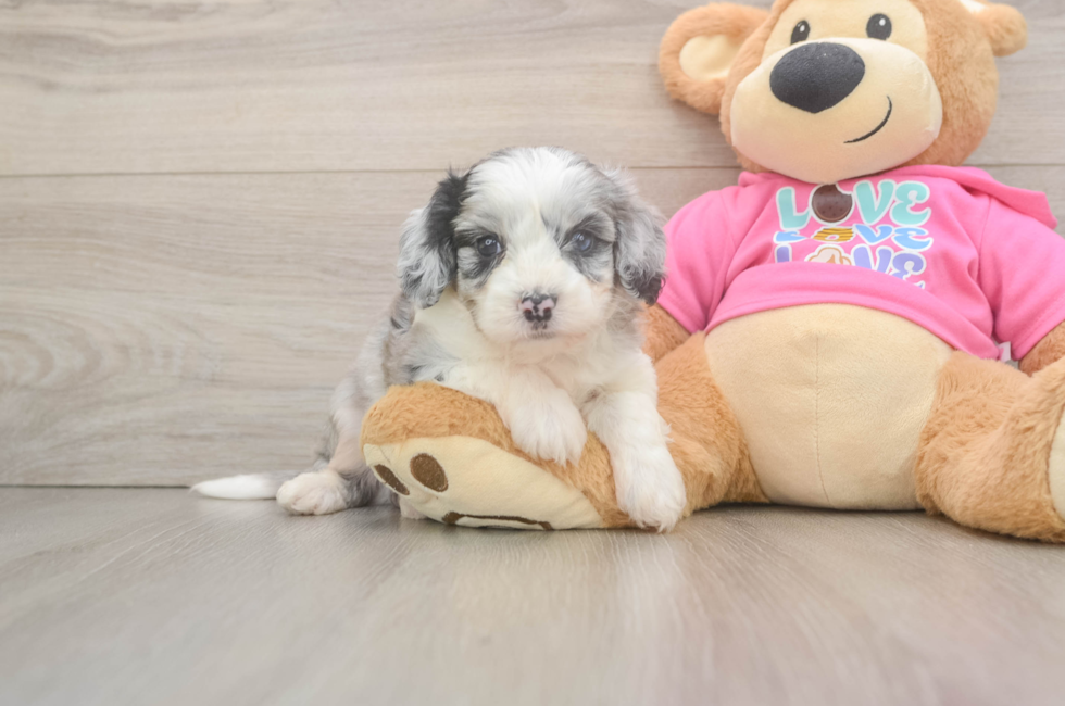 5 week old Aussiechon Puppy For Sale - Seaside Pups