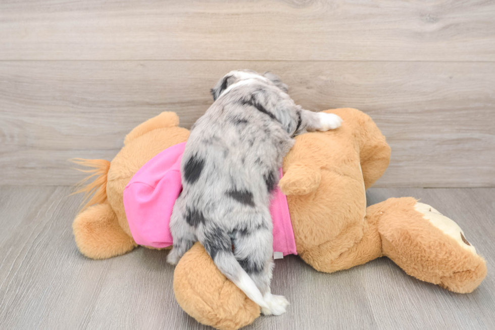 Aussiechon Puppy for Adoption