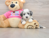 7 week old Aussiechon Puppy For Sale - Seaside Pups