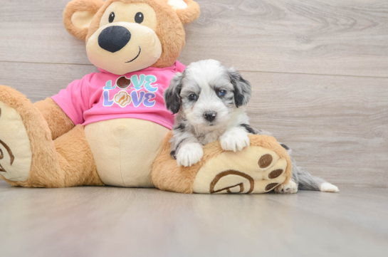 Funny Aussiechon Designer Pup