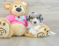 6 week old Aussiechon Puppy For Sale - Seaside Pups