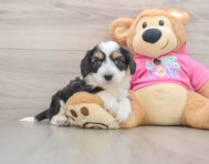 7 week old Aussiechon Puppy For Sale - Seaside Pups