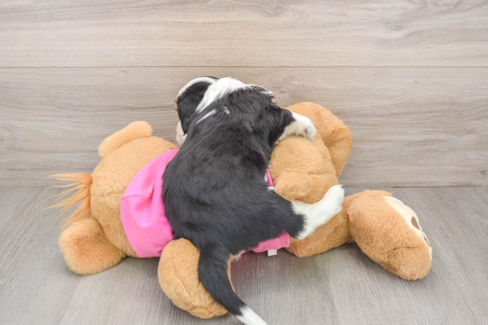 Best Aussiechon Baby